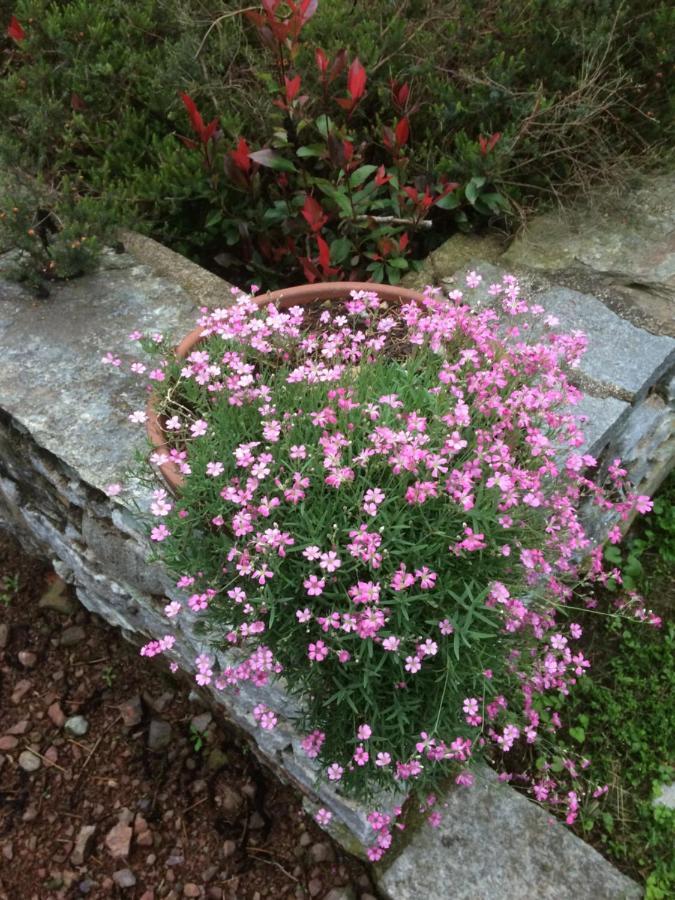Dimora Fiorita Senior My Holiday Home Varallo Bagian luar foto